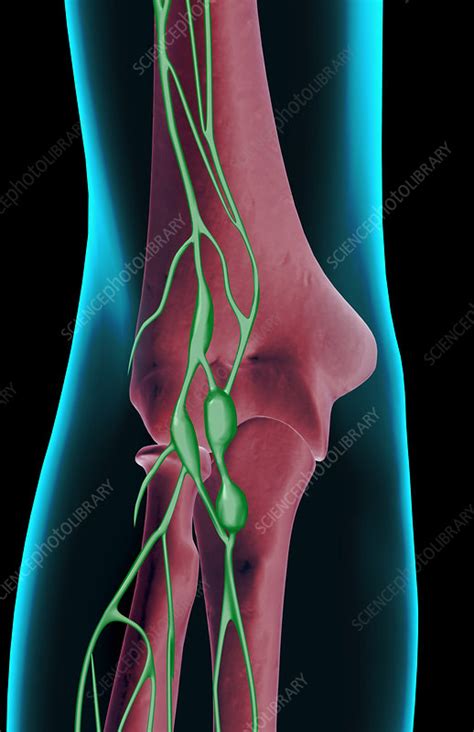 The Lymph Supply Of The Elbow Stock Image F0016158 Science Photo