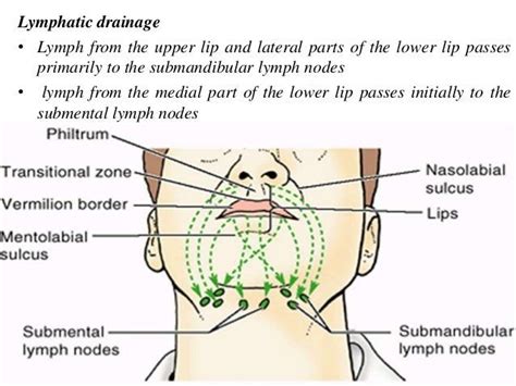 Lymphatic Drainage Lower Lip Lymph Nodes
