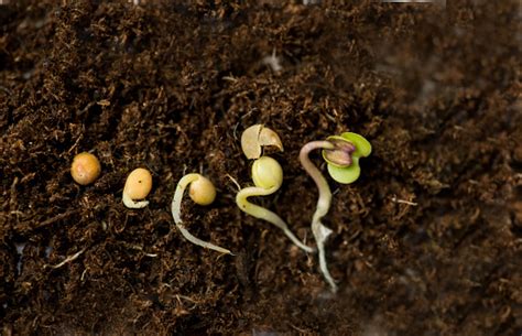 Mustard Seed In Different Stages Of Germination Stock Photo Download