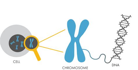 Dna Clipart Chromosome Dna Chromosome Transparent Free For Download On