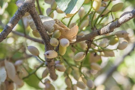 Pistachio Tree Zones Tips On Preferred Growing Areas