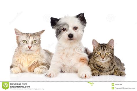 Dog And Two Cats Together Isolated On White Background Stock Photo Image Of Friends Breed