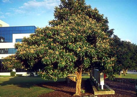 Beechwood Landscape Architecture And Construction Japanese Loquat