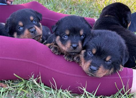 Robert Anderson Rottweilers Rottweiler Puppies For Sale In Orange