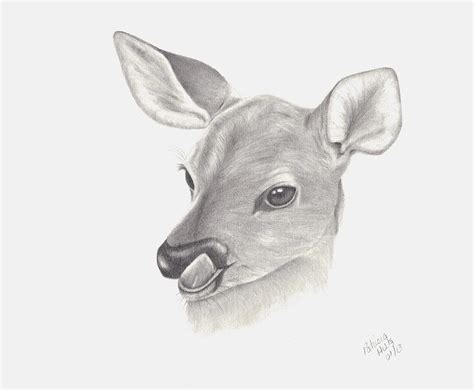 Baby Deer Pencil Drawing Bestpencildrawing