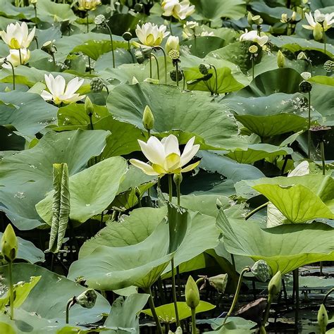 Lily Pond Lily Pad Green Nature Pad Flower Water 20 Inch By 30 Inch