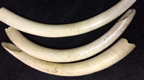 Chatteris Musuem Donated Ivory Tusks To Be Destroyed Bbc News
