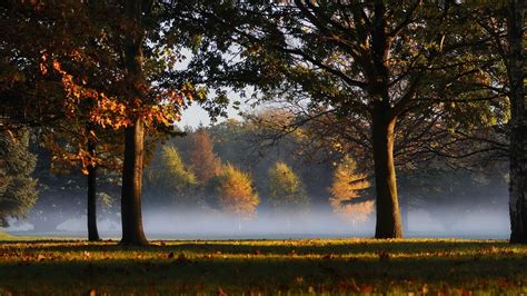 Maple Tree During Daytime Photo Hd Wallpaper Wallpaper Flare