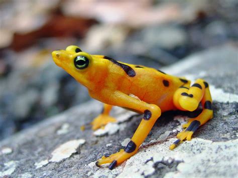 Some Species Of Endangered Frogs May Be Making A Comeback Our