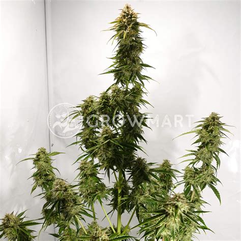 Buddha Seeds Buddha Medikit Auto Samonakvétací Semínka Konopí