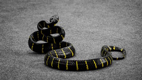 Free Images : chain, black, yellow, jewellery, dangerous, serpent