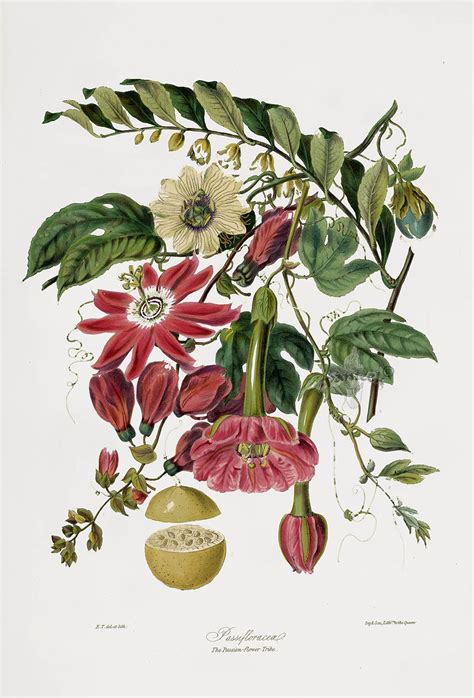 Elizabeth Twining Natural Order Of Plants 1849 Botanical Drawings