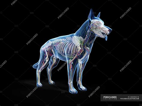 Full Dog Anatomy With Internal Organs Digital Illustration — 3d