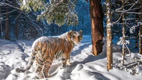 Fotógrafo obtiene increíble imagen de un raro tigre siberiano en