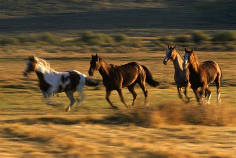 Wild Horses Running Together Photograph By Natural Selection Craig Tuttle