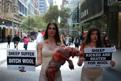 Wool Hurts Peta Protesters Cradle Shorn Sheep In Sydney Mall News