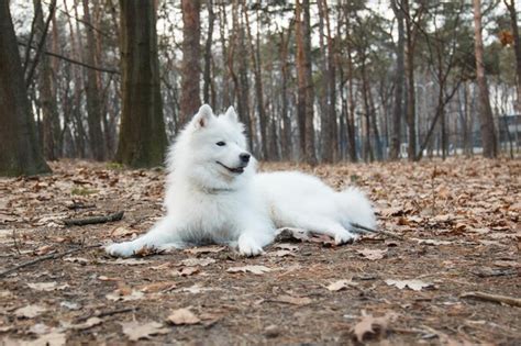 Un Perro Samoyedo Blanco Yace En El Bosque Foto Premium