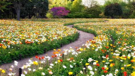 Flower Road Wallpapers Top Free Flower Road Backgrounds Wallpaperaccess