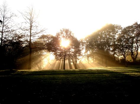 Free Images Landscape Tree Nature Branch Sun Fog Sunrise