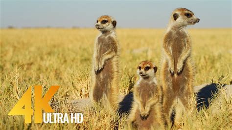 4k African Wildlife Cute Meerkats And Squirrels Wild