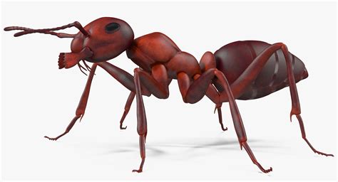 3d ant pose 3
