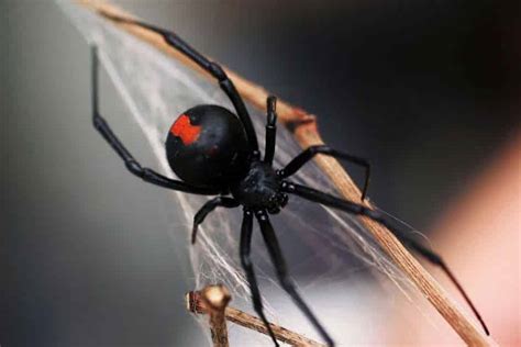 Stop Redback Spiders From Recolonizing By Spider Control