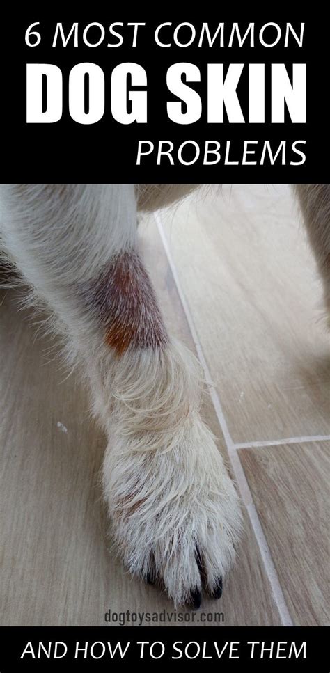 6 Most Common Dog Skin Problems And How To Solve Them Dog Skin