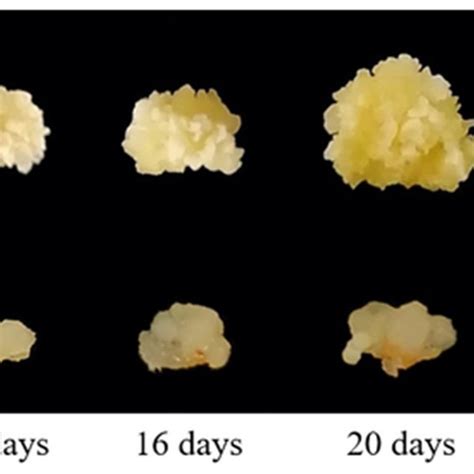 Dynamic Developmental Process Of Callus Induction In Two Maize Inbred