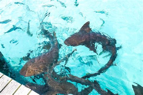 Compass Cay Bahamas Go Swimming With Nurse Sharks