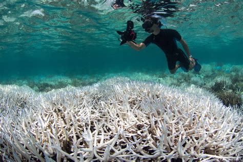 As Coral Bleaching Goes Global Scientists Fear Worst Is