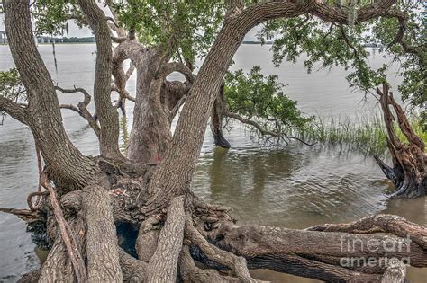 Gnarly Limbs Photograph By Dale Powell Fine Art America
