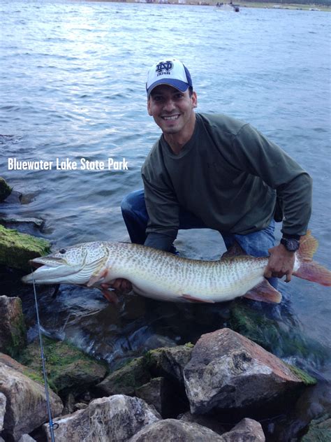 Tiger Muskie At Bluewater Lake State Park Nm Going Fishing Pike