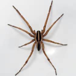 Spiders Of Missouri Missouris Natural Heritage