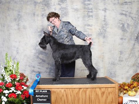 Classic Giant Schnauzers Of Easentaigh Akc Breeder Of Merit Giant