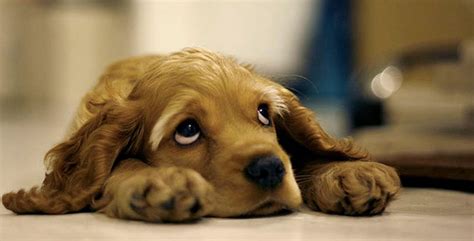 25 Sad Facts About Animals That Might Make You Shed A Tear Youtube