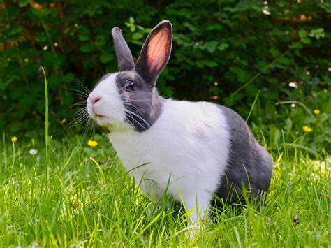 30 Facts About Rabbits Useless Daily Facts Trivia News Oddities