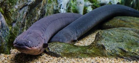 Freshwater Aquarium Eel Everything You Need To Know