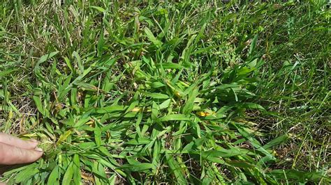 Less watering, deeper watering, discourages weeds from growing in lawns and gives the lawn the optimal. Crabgrass managment. killing adult crabgrass in your lawn ...