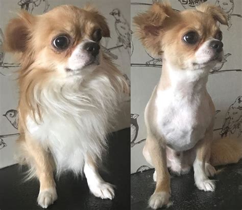 10 Best Long Haired Chihuahua Haircuts The Paws