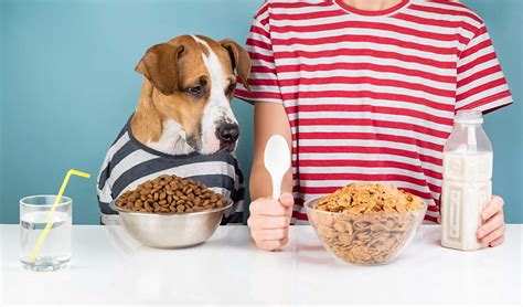 Dog nutrition can be tricky, especially when considering cooking for your pets. What Human Food Can Dogs Eat?