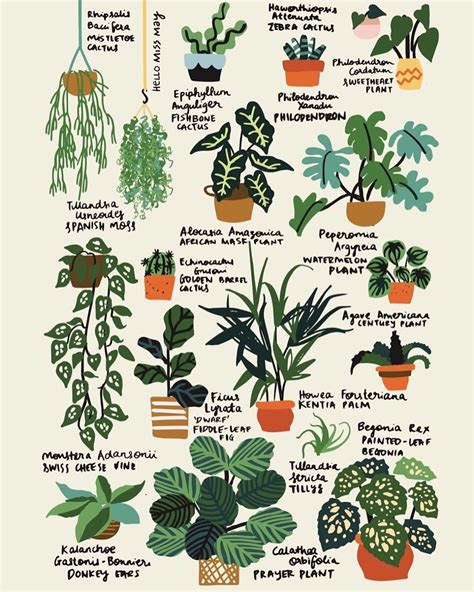 Hello Plant Lover On Instagram Know Your Planties Illustration