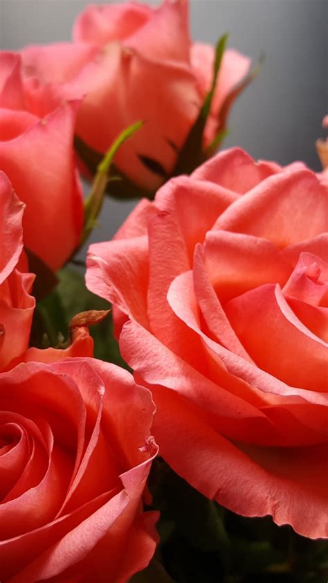 Download 720x1280 Wallpaper Red Roses Flower Fresh Portrait Samsung