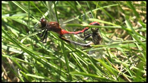 Dragonflies Mating YouTube