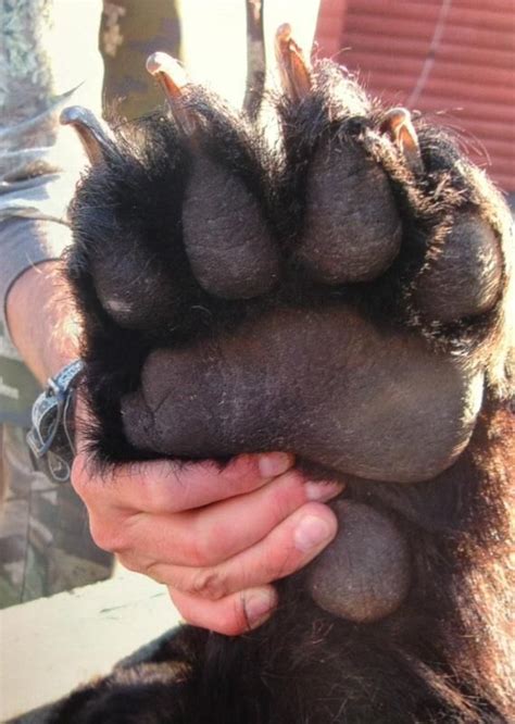 Paw Of An 8 Ft Brown Bear 569x800 Bear Paws Bear Pictures Brown Bear