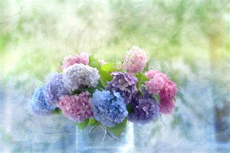 Beautiful Hydrangea Flowers In A Vase Wallpapers And Images