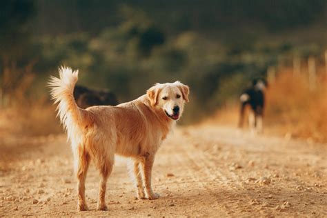 Things To Know About The Golden Retriever Tail Length