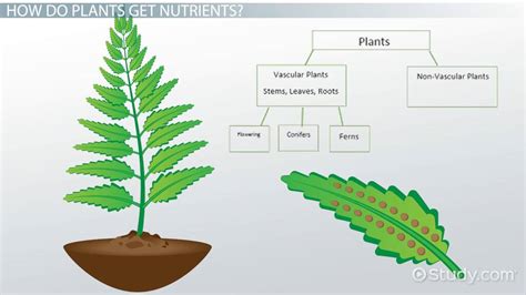 Classification Of Plants For Kids