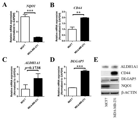 Ijms Free Full Text Nqo1 Is Required For β Lapachone Mediated