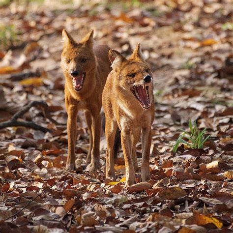 Wildlife Dhole Indian Wild Dog Behance