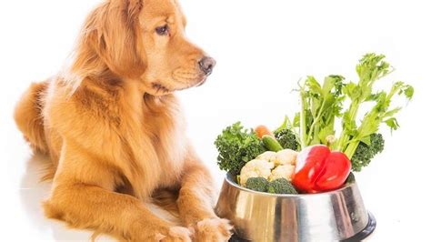 Can Dogs Eat Broccoli Is It Safe For Them All Things Dogs